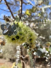Eucalyptus kruseana