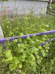 Alliaria petiolata