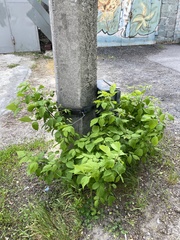 Acer negundo