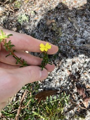 Hibbertia monogyna