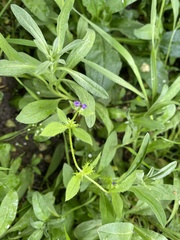 Asperugo procumbens