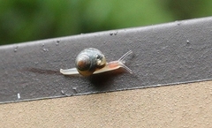 Kaliella