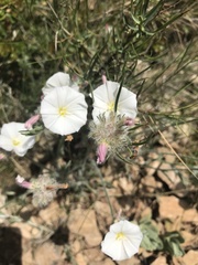 Convolvulus lanuginosus