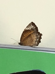 Elymnias hypermnestra