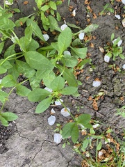 Asperugo procumbens