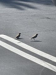 Passer domesticus