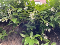 Magnoliopsida