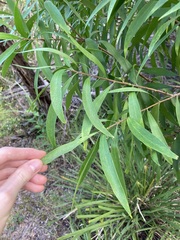 Persoonia katerae