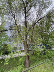 Ulmus