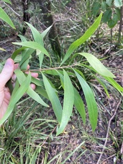 Persoonia katerae
