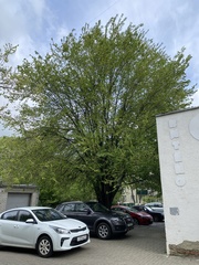 Ulmus