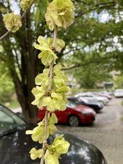 Ulmus