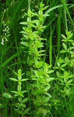 Cruciata glabra