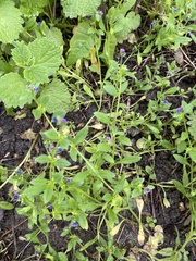 Asperugo procumbens