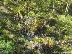 Tillandsia samaipatensis