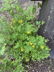 Chelidonium majus