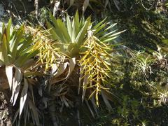 Tillandsia samaipatensis