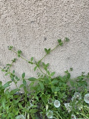 Asperugo procumbens