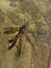 Ptychoptera contaminata