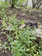 Asperugo procumbens