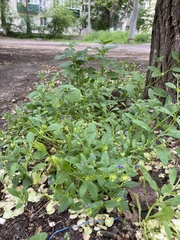 Asperugo procumbens