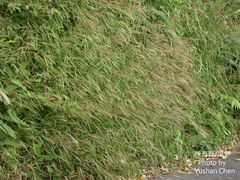 Microstegium ciliatum