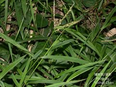 Microstegium ciliatum