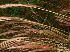 Microstegium ciliatum