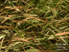 Microstegium ciliatum