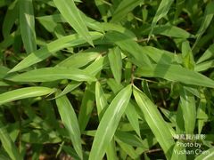 Microstegium ciliatum