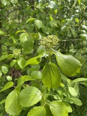 Viburnum ellipticum