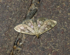 Anania coronata