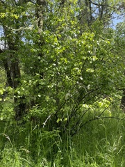 Viburnum ellipticum