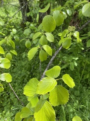 Viburnum ellipticum