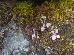 Erythranthe alsinoides