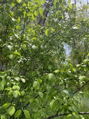 Viburnum ellipticum