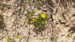 Ceratocephala