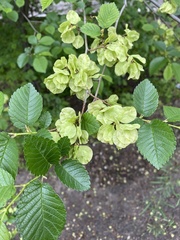 Ulmus pumila