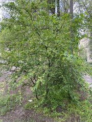 Ulmus pumila