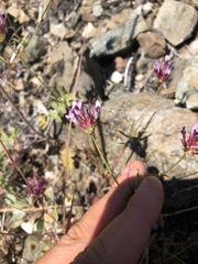 Trifolium willdenovii