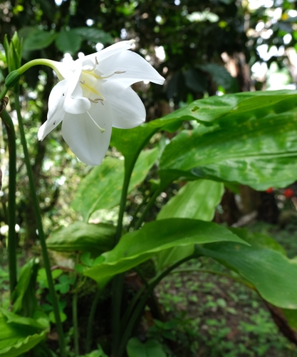 Amazon Lily (Urceolina ×)