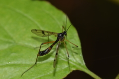 Ptychoptera contaminata