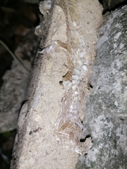 Leptodeira ashmeadii