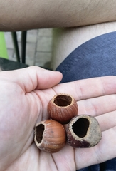 Muscardinus avellanarius