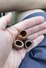 Muscardinus avellanarius