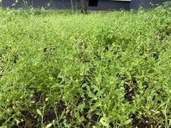 Asperugo procumbens