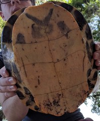 Pseudemys nelsoni