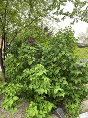 Syringa vulgaris