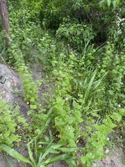 Alliaria petiolata