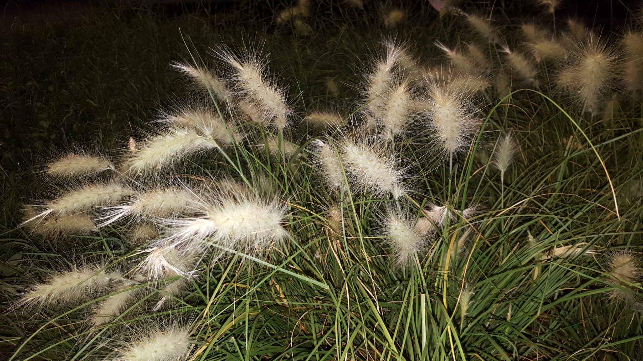 (c) François Rousseu, certains droits réservés (CC BY-NC) https://www.inaturalist.org/observations/117095076